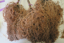 Dégats de nématodes à galles sur racines d'aubergine